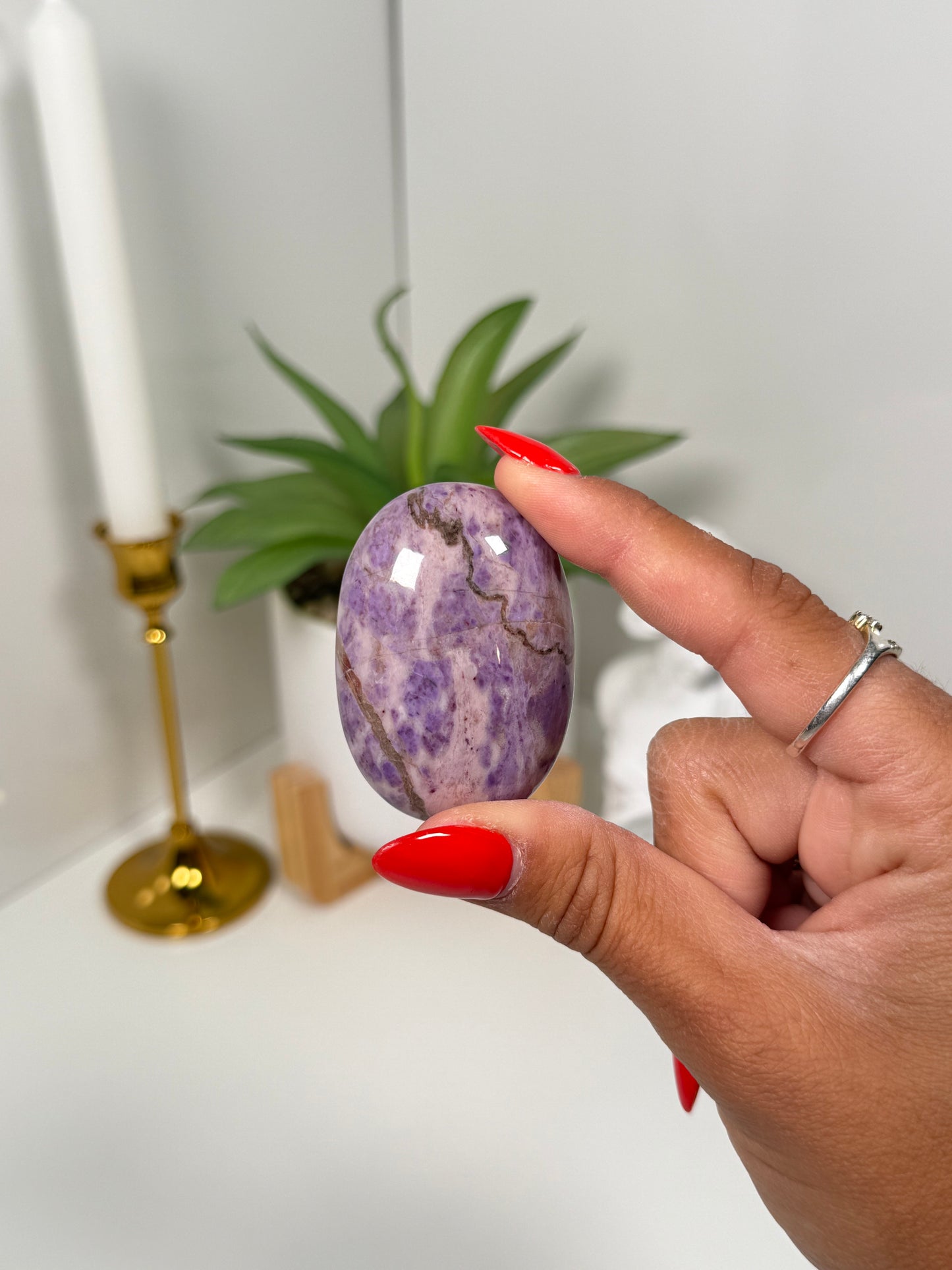Turkish Jade Palm (25f)