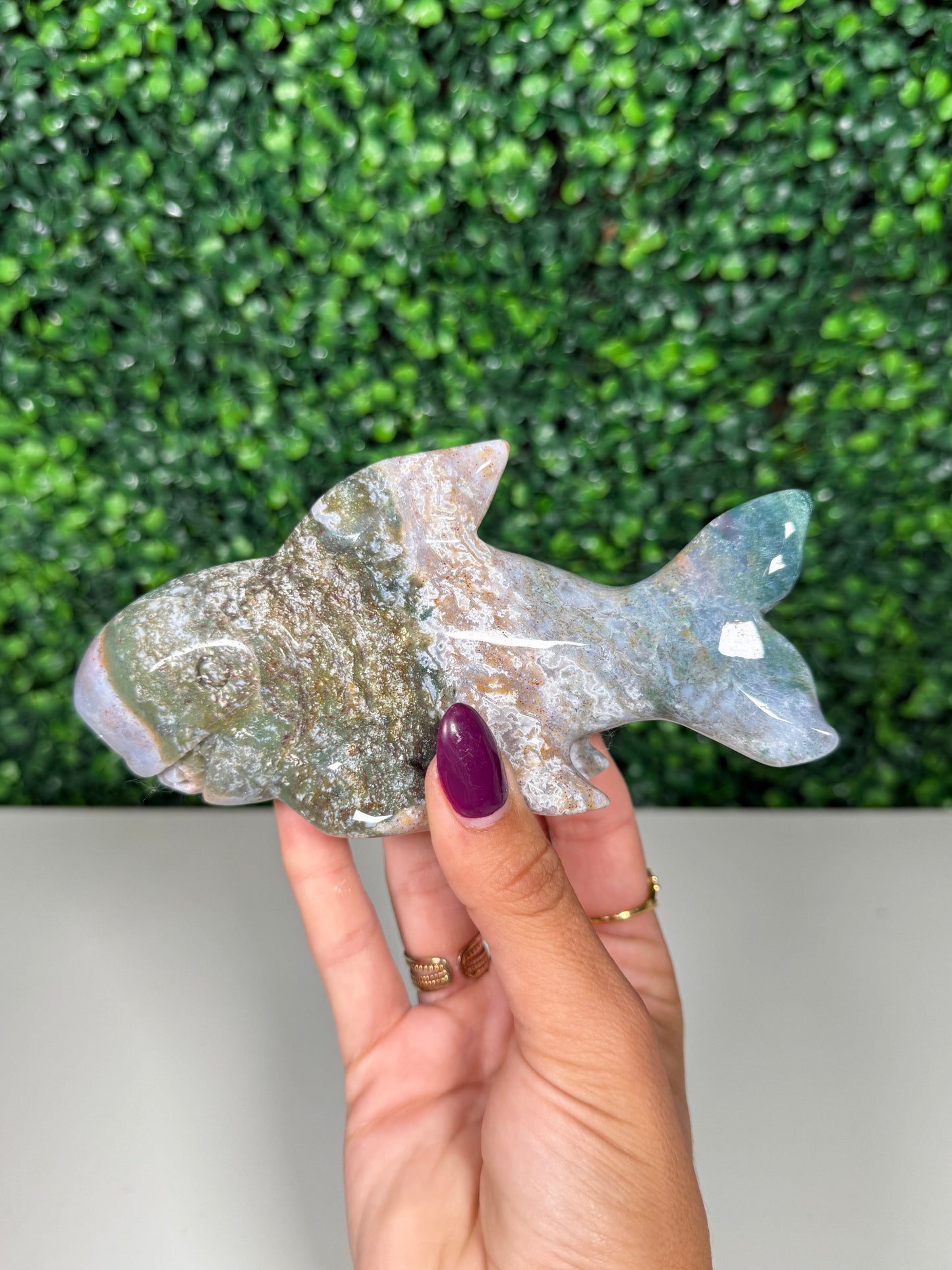 Sea Jasper Shark (59h)