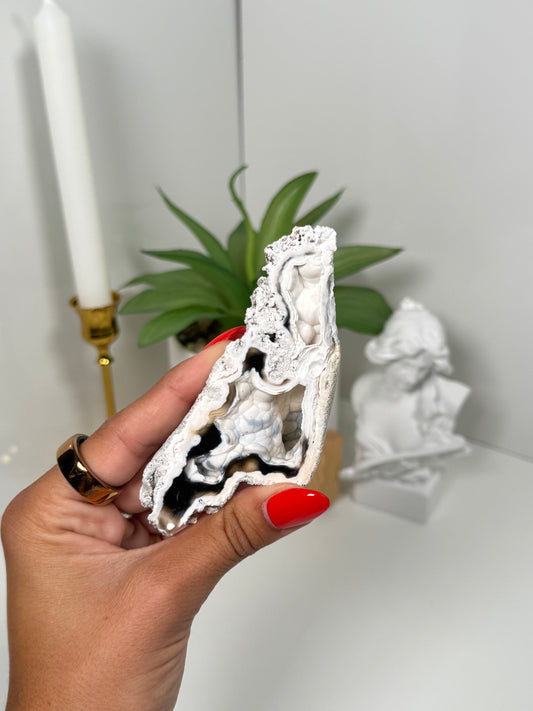 Agatized Coral from Florida (34b)