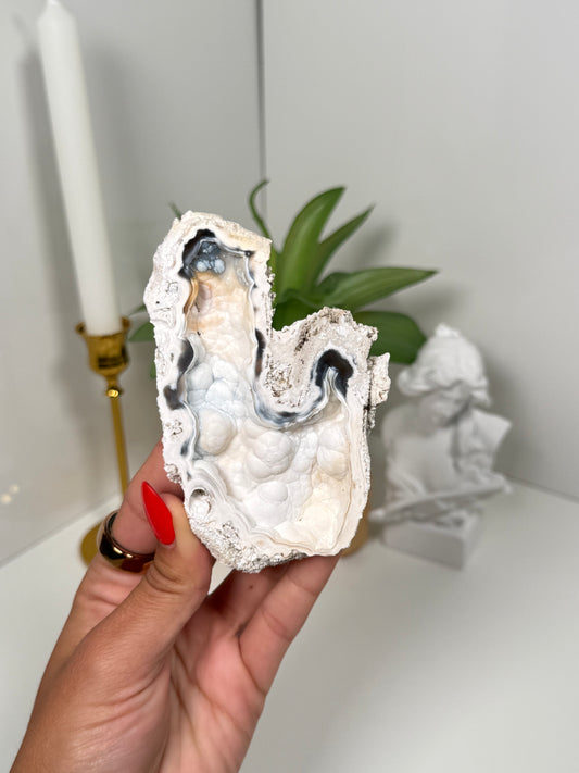 Agatized Coral from Florida (48k)