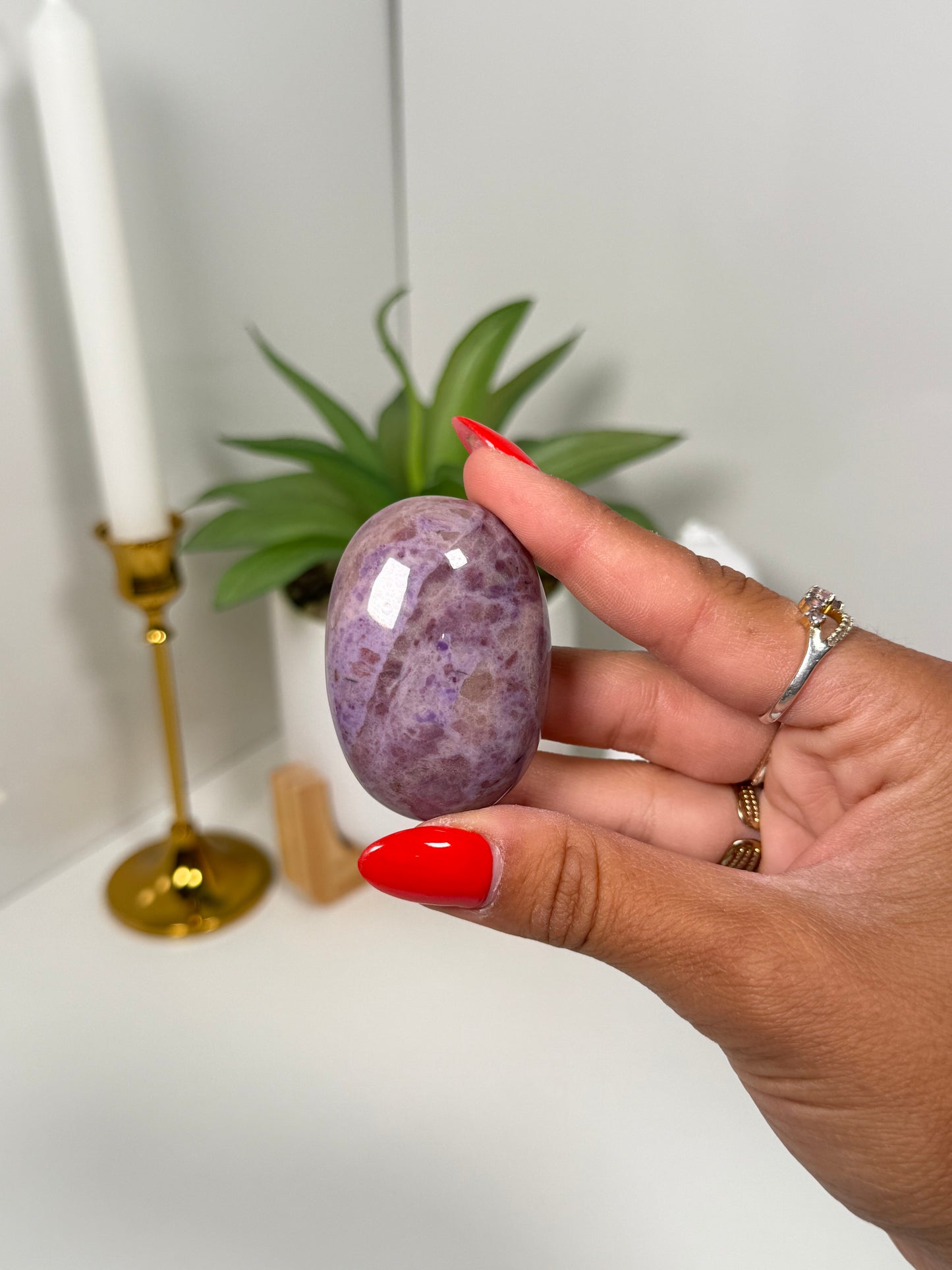 Turkish Jade Palm (28i)
