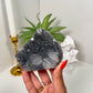 Apophyllite on Black Chalcedony (50w)